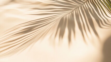 Fototapeta premium Shadow of a Plant on Sandy Surface