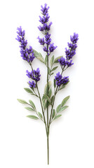 Naklejka premium Lavender flowers isolated on white background