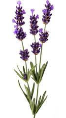 Fototapeta premium Lavender flowers isolated on white background
