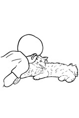 Siberian cat illustration line drawing