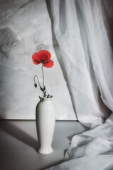 A blooming red field poppy in a white jug on a white background.