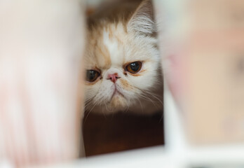Fototapeta premium Yellow and white Garfield cat sits comfortably in front of the window on a rainy day, urban landscape, modern, keeping pets, pet life, companionship of pets, appease animals, pet industry supplies