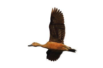 Fulvous whistling duck flying isolated on transparent background png file
