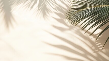 Obraz premium Palm Leaf Shadow on Blank Surface