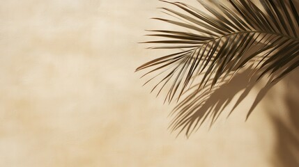 Obraz premium Palm Leaf Shadow on Blank Surface