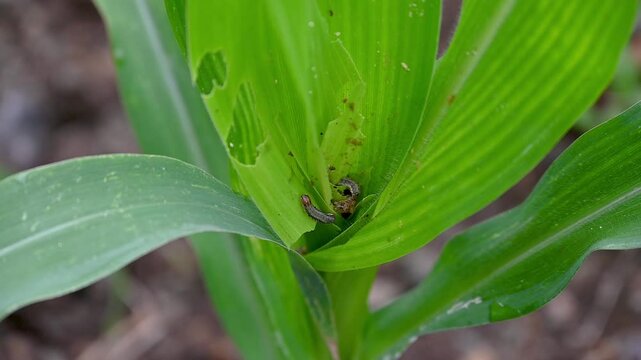 In the maize field, the armyworm attack the maize leaves, causing damage to the maize leaves,  attack of The fall armyworms on maize or corn crop.