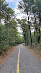  Road in the forest, going into the distance. Pedestrian road in Gorica Park, in Podgorica, Montenegro. High quality photo