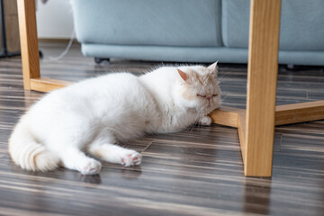Yellow and white Garfield in the apartment, cozy and comfortable, city apartment, modern life, keeping pets, pet life, companionship of pets, comfort animals, supplies for pet industry, owner and cat
