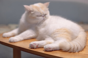 Yellow and white Garfield in the apartment, cozy and comfortable, city apartment, modern life, keeping pets, pet life, companionship of pets, comfort animals, supplies for pet industry, owner and cat