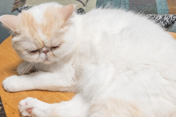Yellow and white Garfield in the apartment, cozy and comfortable, city apartment, modern life, keeping pets, pet life, companionship of pets, comfort animals, supplies for pet industry, owner and cat