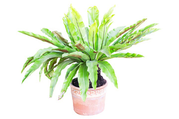 Bird Nest Fern, Asplenium nidus long green leaves in brown plant pot  isolated on cut out PNG or transparent background. It is epiphytic species of fern in family Aspleniaceae.