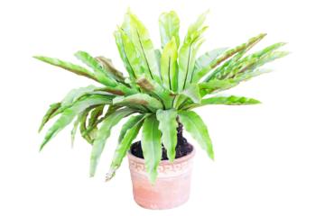 Bird Nest Fern, Asplenium nidus long green leaves in brown plant pot  isolated on cut out PNG or transparent background. It is epiphytic species of fern in family Aspleniaceae.