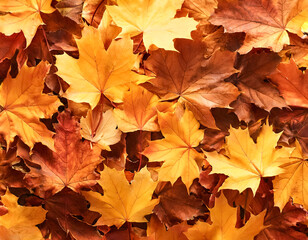 Fototapeta premium Concept background of Pile Lots of maple leaves
