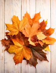 Obraz premium Concept background of Pile Lots of maple leaves