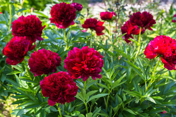 Red Peony albiflora. Paeonia officinalis Command Performance in the garden © Olga Seyfutdinova 