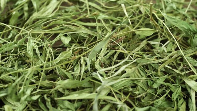 dry cavalcade bean grass in wood plate food for rodent pet food background footage 4k rotate video