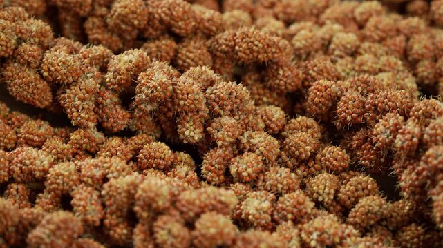 closeup red millet spray food for pet and bird food background footage 4k rotate video