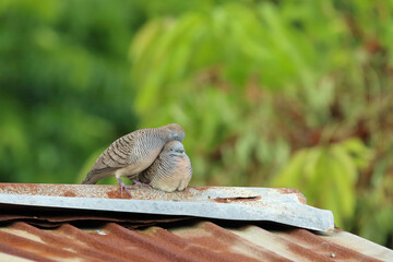 Spotted doves snuggled up against each other on the roof.