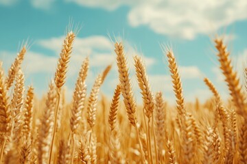 Fototapeta premium Selective focus wheat field with ripe yellow grain. Agriculture backdrop.