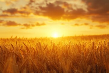 Obraz premium Sunset wheat field with rich harvest potential