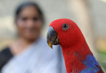 A beautiful Moluccan Eclectus parrot is sitting on a blurry background.