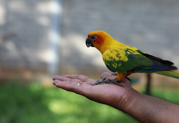 A beautiful yellow sun Conure bird sitting on a human hand.