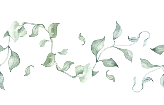 Leaves on vines watercolor seamless border isolated on white. Greenery liana on repeating pattern hand drawn. Delicate branch in sage green tone for botanical nature background, foliage design.