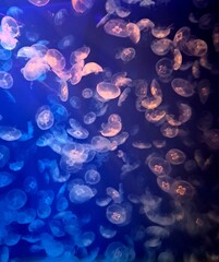 jellyfish in the blue water © Rose