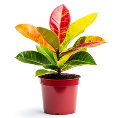 Fototapeta premium Colorful Potted Plant.