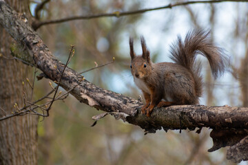 squirrel on a tree