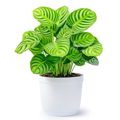 Fototapeta premium Calathea Plant in Pot.