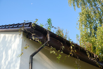 Blocked downspout. Plants is growing in metal gutters clogged with leaves and debris on a...