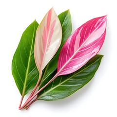 Obraz premium Pink and Green Leaves.