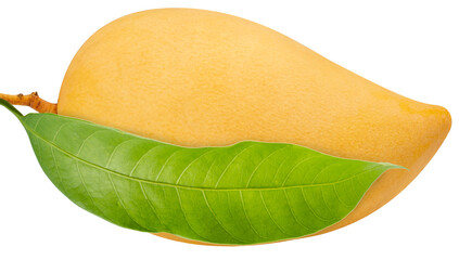 Yellow Mango with leaf on white background, Sweet Yellow Mango tropical fruit isolate on white PNG File.