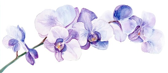 Watercolor illustration of violet and white orchids