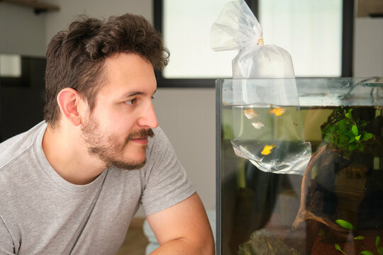 Man acclimating fish to domestic aquarium using floating bag method