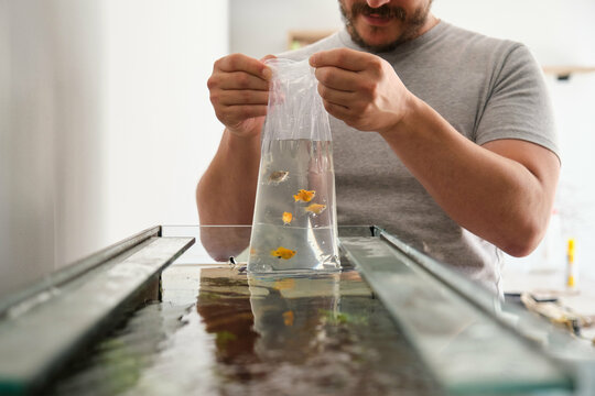 Man releasing molly balloon fish into aquarium at home