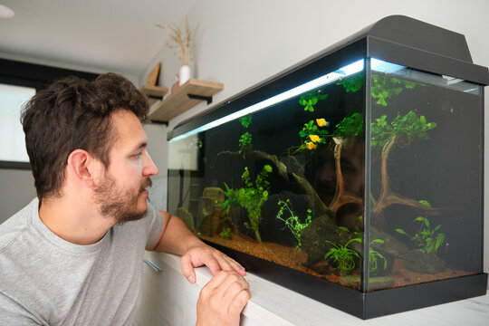 Man is observing his beautiful aquarium, colorful fishes and plants