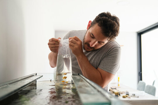 Man carefully releasing molly balloon fish into domestic aquarium