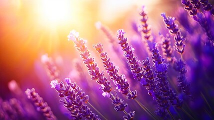 Obraz premium A field of lavender flowers with the sun setting in the background