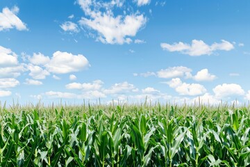 Obraz premium The beauty of nature captured in its full glory, as a lush cornfield stands tall under a bright blue sky adorned with scattered clouds.