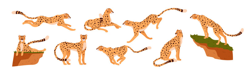 Set of illustrations of cheetahs in dynamic poses on an isolated background.
