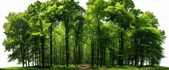 A high-resolution image showcasing the natural beauty of a woodland landscape.