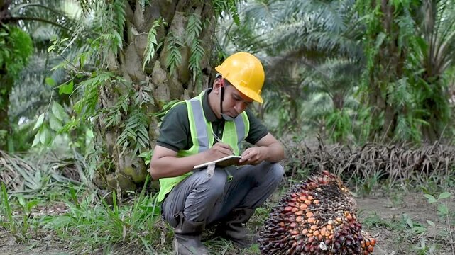 A Man Farmer at examining palm oil fruit in the field.