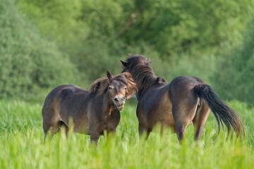 Two exmoor pony (Equus ferus caballus), with beautiful green coloured background. Amazing...