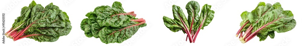 Poster red veined sorrel leaves on white background with clipping path, full depth of field