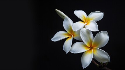 07231249 563. Artistic presentation of white and yellow Plumeria flowers, isolated against a black backdrop, emphasizing the delicate petals and tropical beauty of the flowers