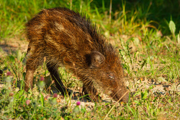 Młody dzik żerujący na trawie   Young Wild Boar Foraging on the grass © Adrian White