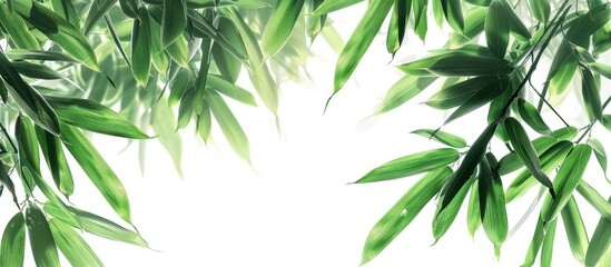 White background with bamboo leaves providing copy space image
