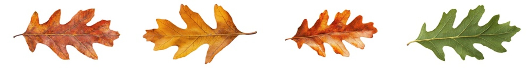 Fototapeta premium Clipping path, full depth of field, isolated oak leaf on white background